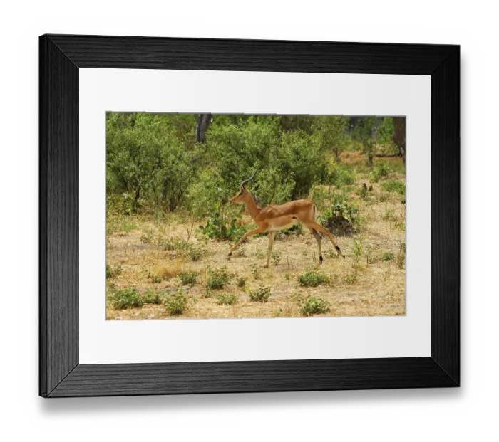Framed Print : Impala (Aepyceros melampus), Moremi National Park