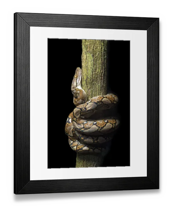 Framed Print : Reticulated python (Malayopython reticulatus)