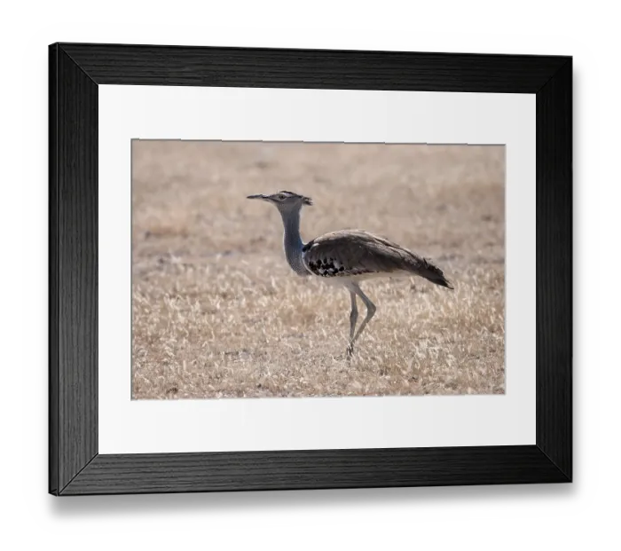 Framed Print : Kori bustard (Ardeotis kori), Etosha National Park