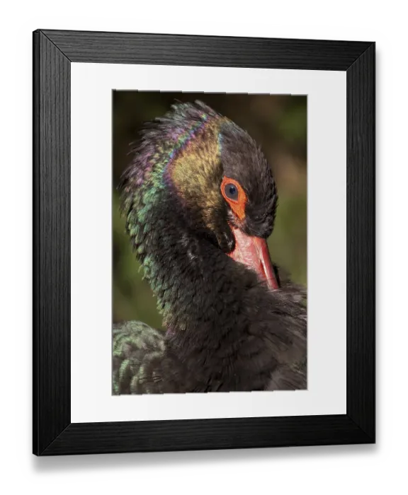 Framed Print : Black stork (Ciconia nigra), portrait, captive