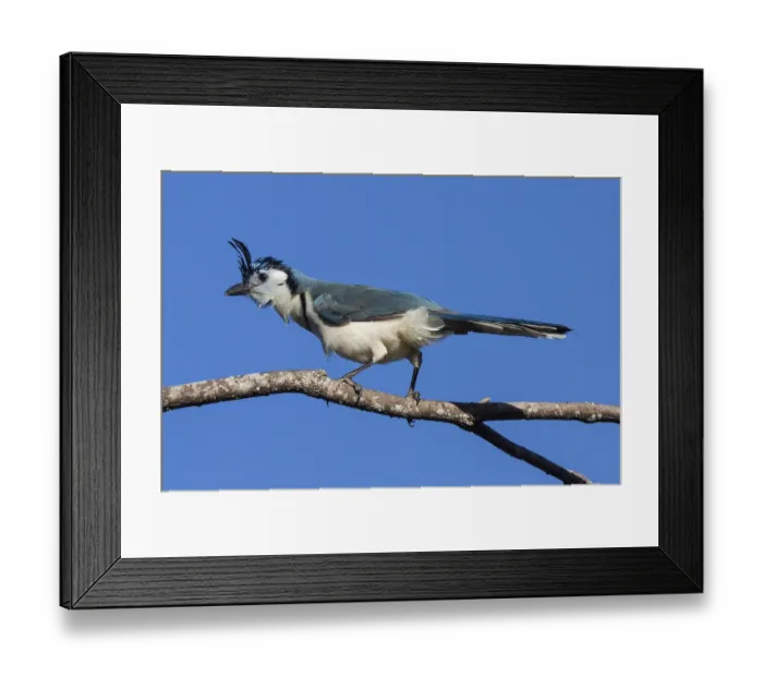 Framed Print : White-throated Magpie-Jay (Calocitta formosa) sits on a branch