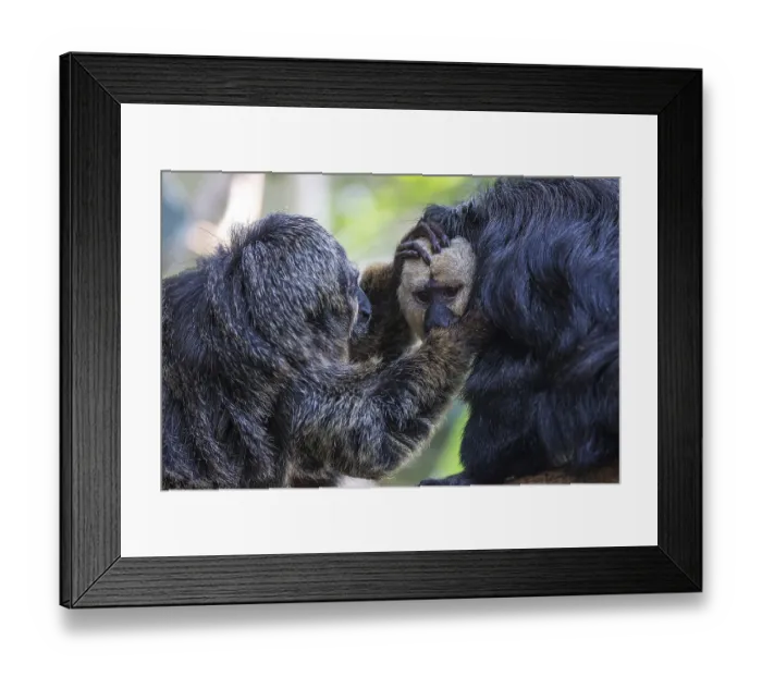 Framed Print : White-faced saki (Pithecia pithecia) or Blasskopfsaki