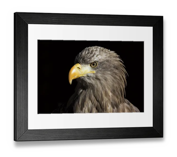 Framed Print : European White-tailed Eagle (Haliaeetus albicilla)