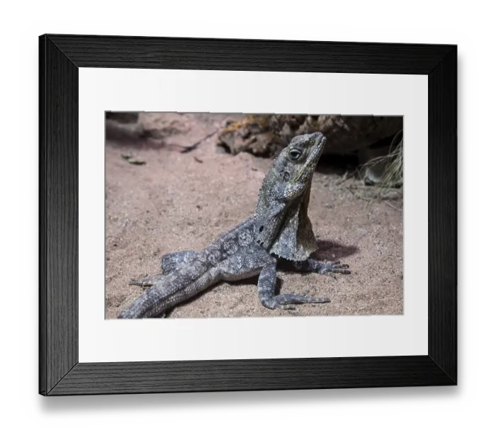 Framed Print : Collar lizard (Chlamydosaurus kingii)