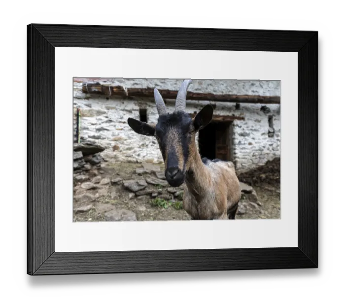 Framed Print : Goat (Capra), village of Sonogno Framed Print : Goat (Capra), village of Sonogno