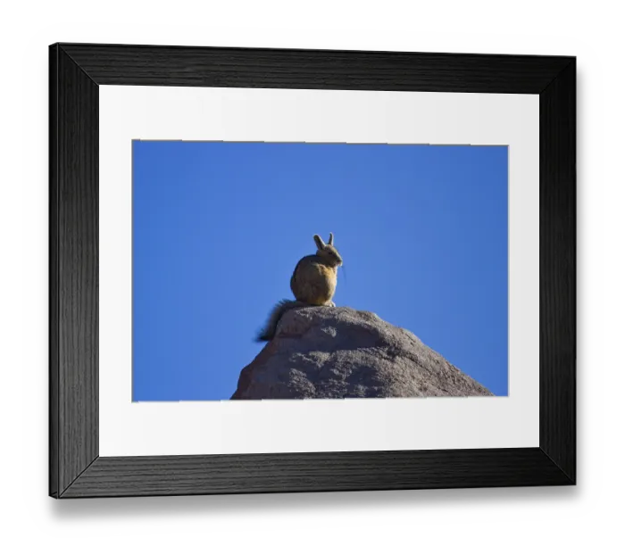 Framed Print : Southern Viscacha (Lagidium viscacia) Framed Print : Southern Viscacha (Lagidium viscacia)