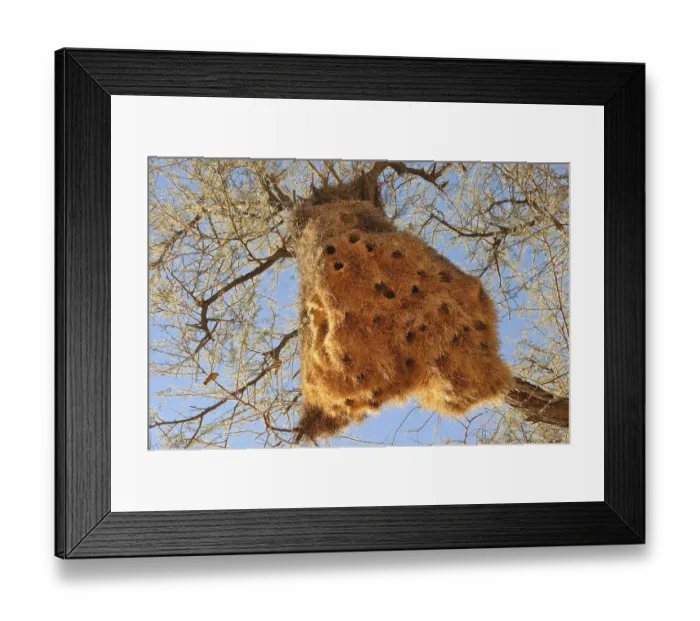 Framed Print : Baya Weaver (Ploceus philippinus) nest