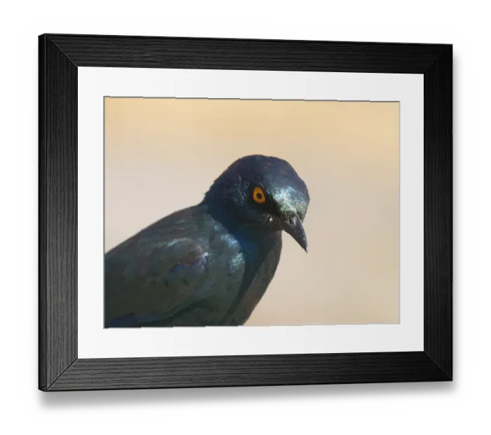 Framed Print : Burchell's Glossy-starling (Lamprotornis australis) near the Moringa waterhole in Halali