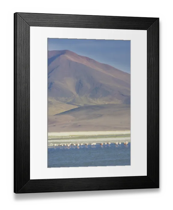 Framed Print : Salar del Huasco and James's Flamingos (Phoenicoparrus jamesi) Framed Print : Salar del Huasco and James's Flamingos (Phoenicoparrus jamesi)