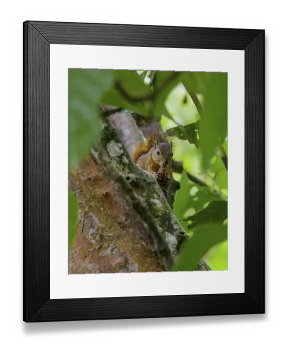 Framed Print : Variegated squirrel (Sciurus variegatoides) Framed Print : Variegated squirrel (Sciurus variegatoides)