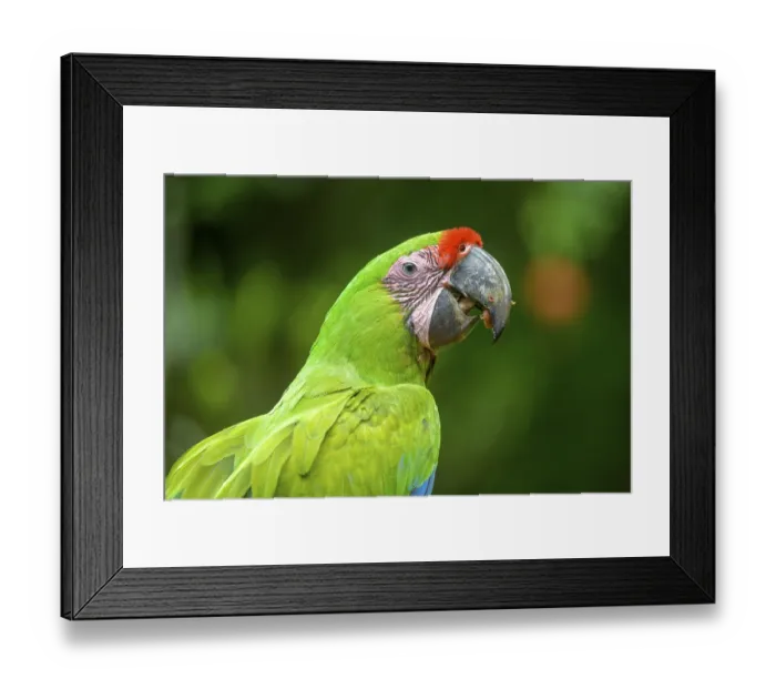 Framed Print : Great green macaw (Ara ambiguus)