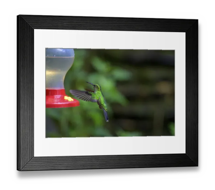 Framed Print : Green-crowned brilliant (Heliodoxa jacula) Framed Print : Green-crowned brilliant (Heliodoxa jacula)