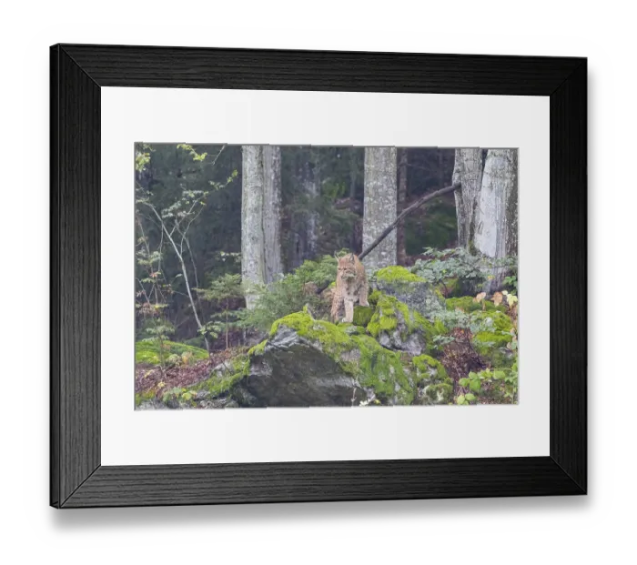 Framed Print : Lynx (Lynx lynx) captive Germany