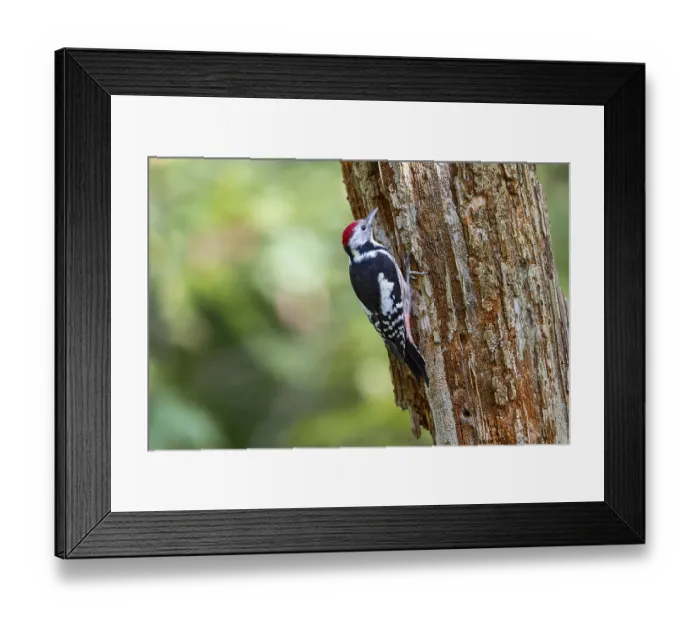 Framed Print : Middle spotted woodpecker (Dendrocopus medius) Germany