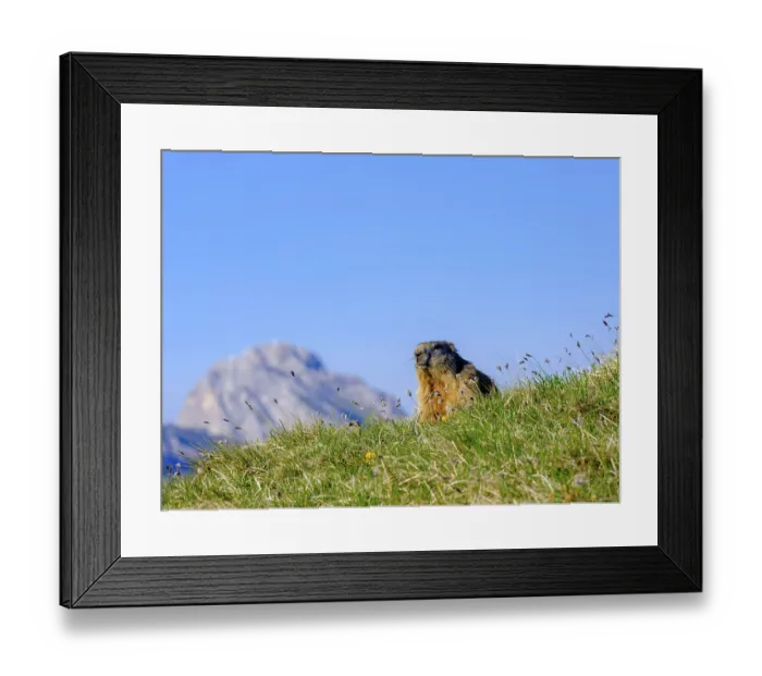 Framed Print : Alpine Marmot (Marmota marmota) in natural habitat