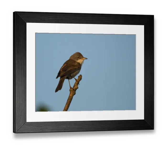 Framed Print : Common Whitethroat (Sylvia communis)
