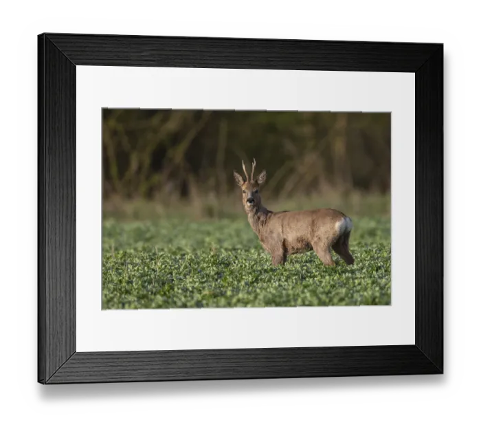 Framed Print : Roebuck in field, Germany, Europe