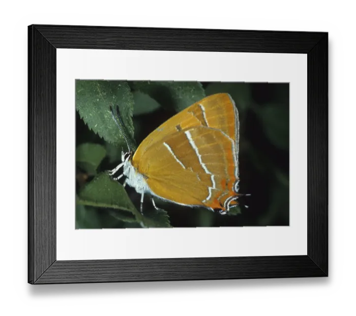 Framed Print : Brown Hairstreak (Thecla betulae) Framed Print : Brown Hairstreak (Thecla betulae)