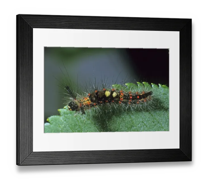 Framed Print : Rusty Tussock Moth (Orgya recens), caterpillar