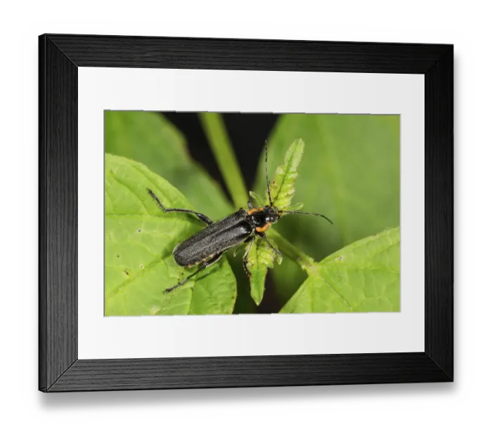 Framed Print : Cantharis obscura (Cantharis obscura) on a branch Framed Print : Cantharis obscura (Cantharis obscura) on a branch