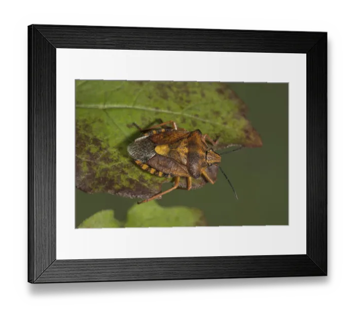 Framed Print : Purple fruit bug (Carpocoris purpureipennis) on a leaf