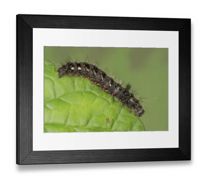 Framed Print : A black, prickly caterpillar of the Knot Grass (Atronicta rumicis crawls on a primrose leaf) Framed Print : A black, prickly caterpillar of the Knot Grass (Atronicta rumicis crawls on a primrose leaf)