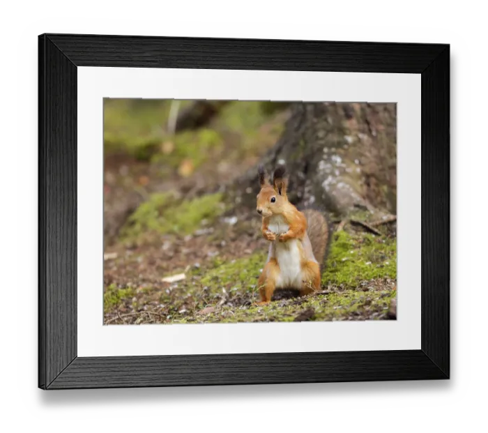 Framed Print : Eurasian red squirrel (Sciurus vulgaris) Framed Print : Eurasian red squirrel (Sciurus vulgaris)