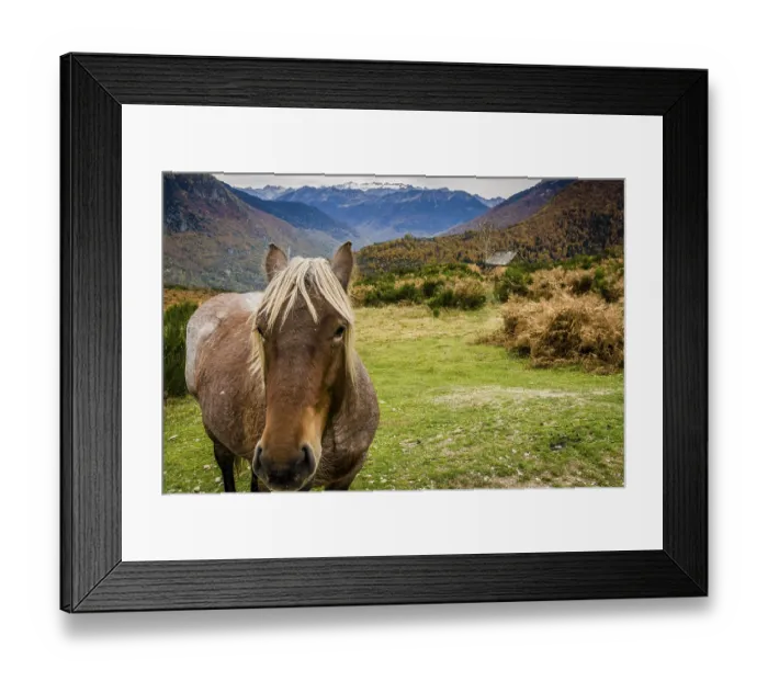 Framed Print : Horses on Bausen, Aran valley, Pyrenees mountain range Framed Print : Horses on Bausen, Aran valley, Pyrenees mountain range
