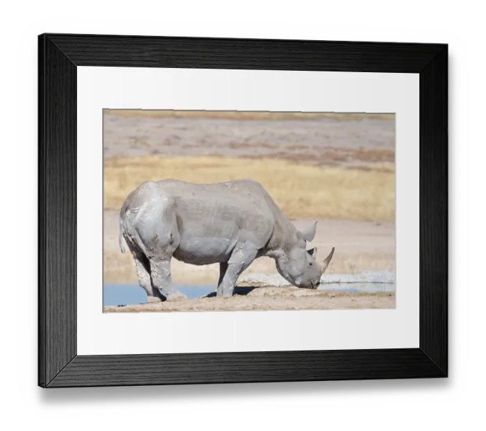 Framed Print : Black rhinoceros (Diceros bicornis) Framed Print : Black rhinoceros (Diceros bicornis)