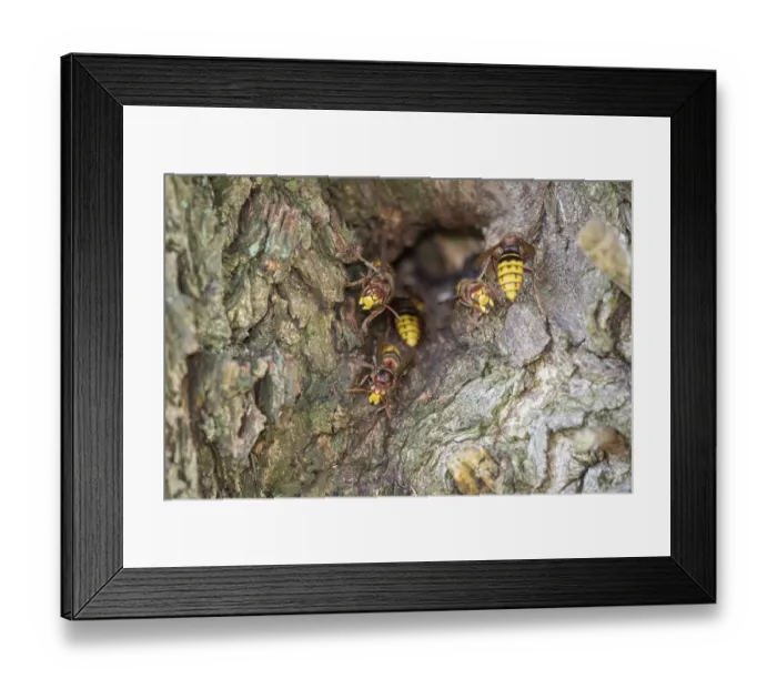 Framed Print : European hornets (Vespa crabro) nest in a willow