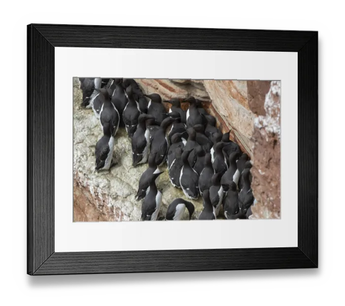 Framed Print : Common guillemots (Uria aalge)