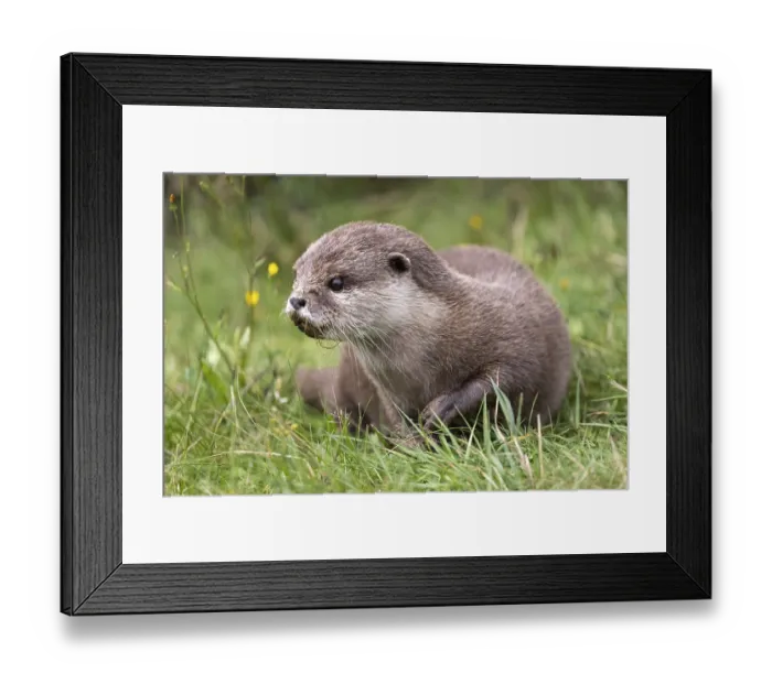 Framed Print : Oriental small clawed otter (Aonyx cinerea) Framed Print : Oriental small clawed otter (Aonyx cinerea)