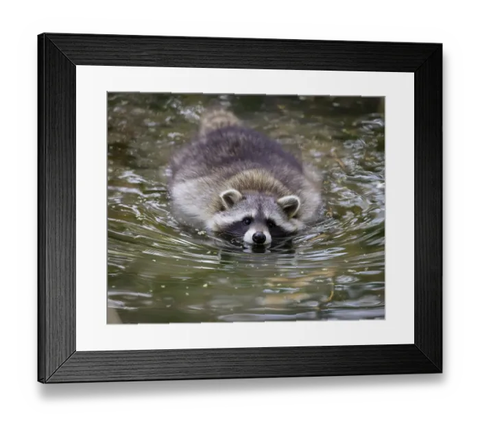 Framed Print : Raccoon (Procyon lotor), Germany, Europe Framed Print : Raccoon (Procyon lotor), Germany, Europe