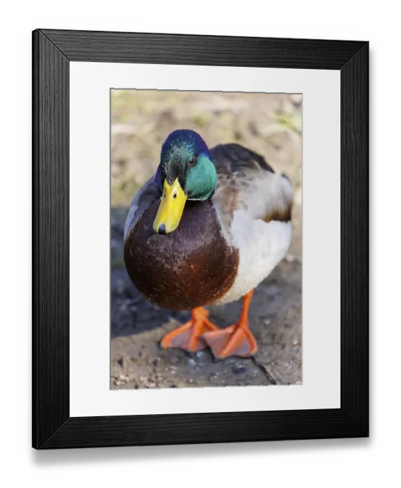 Framed Print : Mallard (Anas platyrhynchos), drake Framed Print : Mallard (Anas platyrhynchos), drake