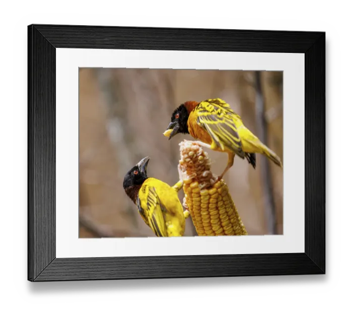 Framed Print : Textor weaver bird (Ploceus cucullatus) Framed Print : Textor weaver bird (Ploceus cucullatus)