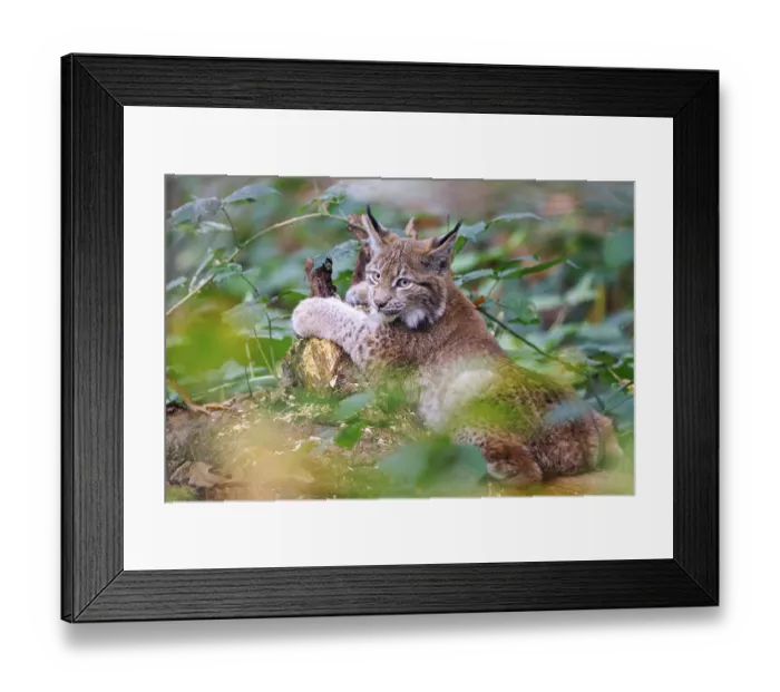 Framed Print : Eurasian lynx (Lynx lynx), Germany, Europe
