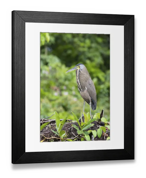 Framed Print : Bare-Throated Tiger Heron (Tigrisoma mexicanum)
