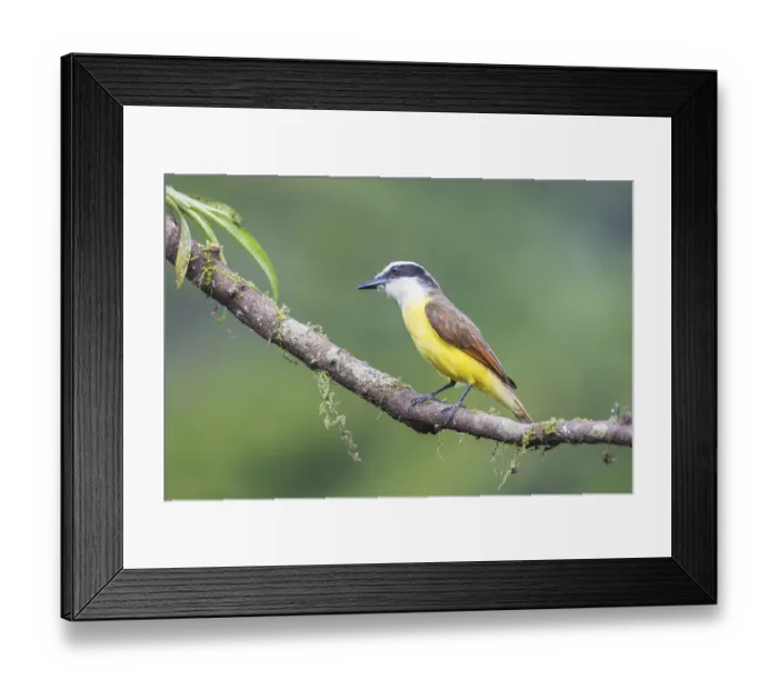 Framed Print : Great kiskadee (Pitangus sulphuratus) sitting on branch