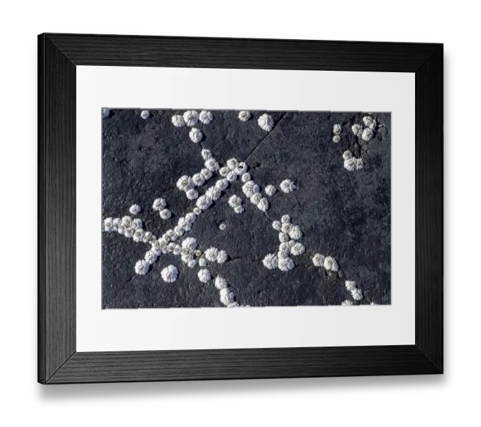 Framed Print : Mussels and snails at low tide Framed Print : Mussels and snails at low tide