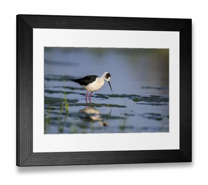 Framed Print : Black-winged Stilt (Himantopus himantopus) Framed Print : Black-winged Stilt (Himantopus himantopus)