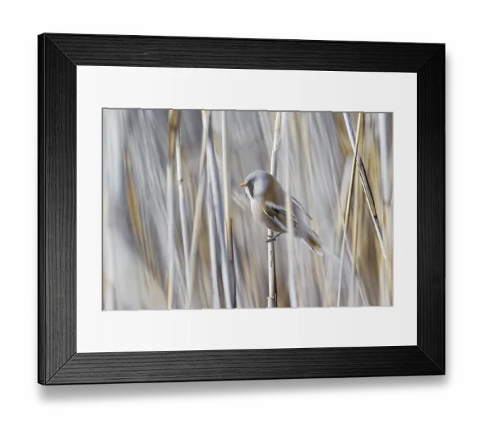 Framed Print : Bearded reedling (Panurus biarmicus) Framed Print : Bearded reedling (Panurus biarmicus)