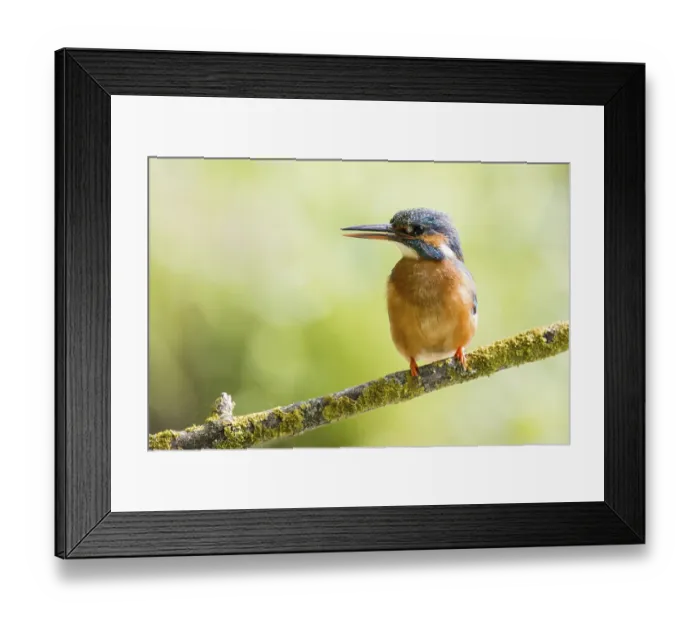 Framed Print : Common kingfisher (Alcedo atthis) female sitting on a branch