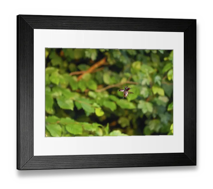 Framed Print : Stag beetle in flight at sunset over oak forest in the Swabian Alb foothills