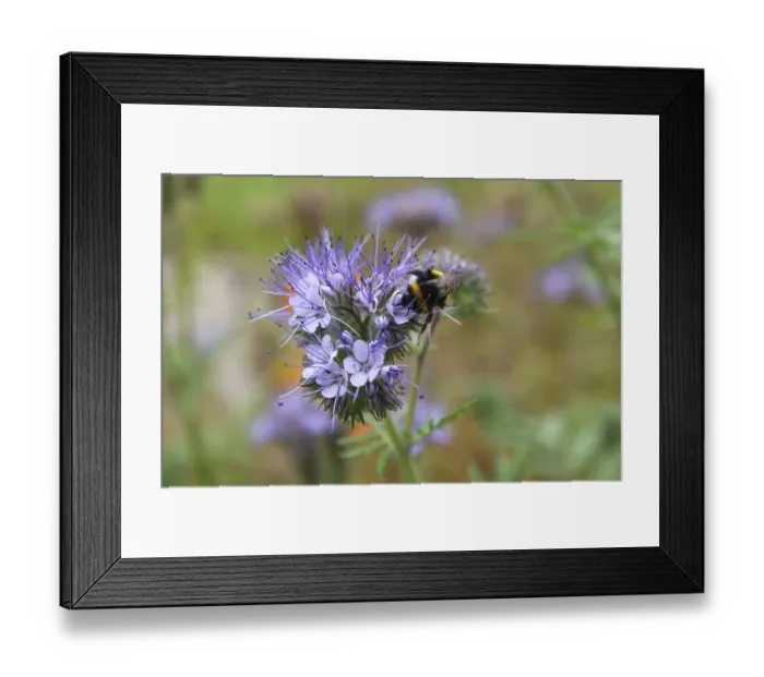 Framed Print : Bumblebee (Bombus) at the flower of a butterfly meadow