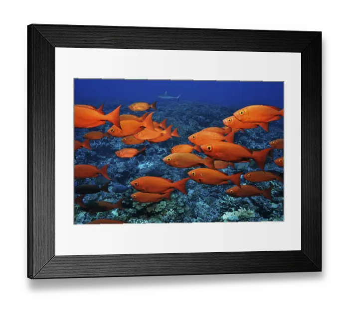 Framed Print : Bigeyes (Priacanthidae) over hard corals in Fakarava Framed Print : Bigeyes (Priacanthidae) over hard corals in Fakarava