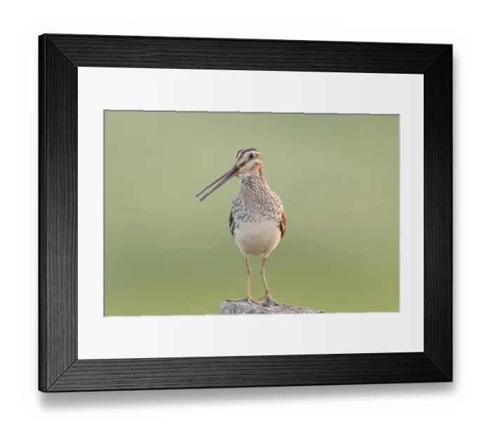 Framed Print : Common Snipe (Gallinago) (gallinago)