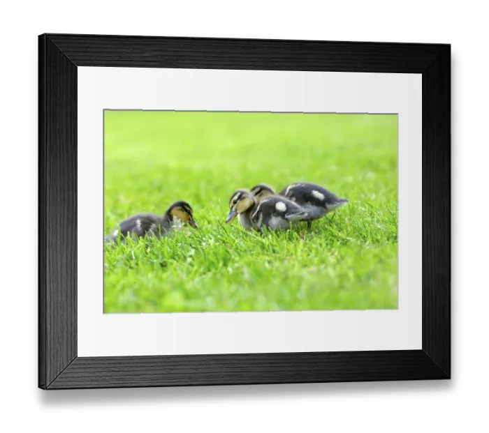 Framed Print : Wild duck chicks Mallard Anas platyrhyncos