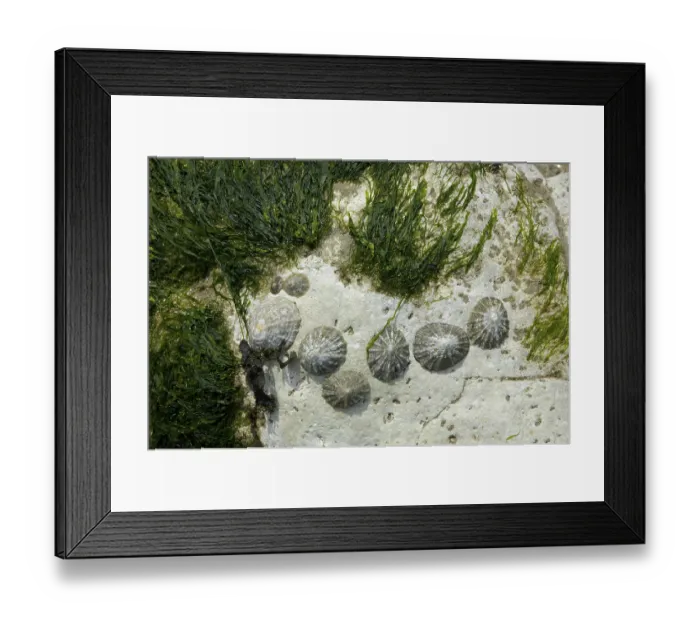 Framed Print : Mussels and Seaweed Sussex England Framed Print : Mussels and Seaweed Sussex England