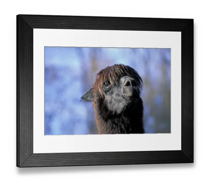 Framed Print : Llama ( Lama glama ) Portrait Framed Print : Llama ( Lama glama ) Portrait