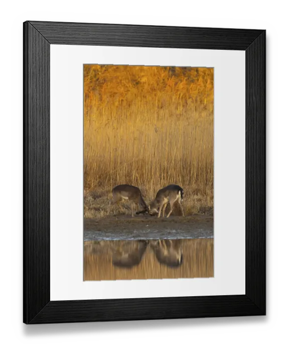 Framed Print : Fallow deer (Dama dama), young animals Framed Print : Fallow deer (Dama dama), young animals
